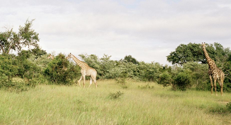 Kruger NP giraffen Zuid Afrika groepsrondreis 1